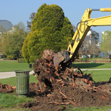 Dessouchage arbre et haie 33